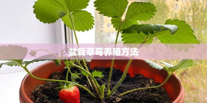 盆栽草莓养殖方法