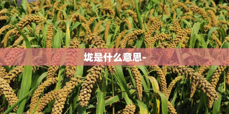 垅是什么意思-