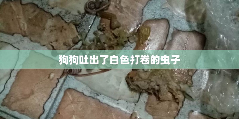 狗狗吐出了白色打卷的虫子