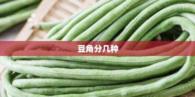 豆角分几种 豆角分几种