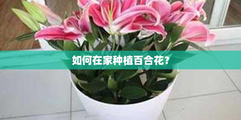 如何在家种植百合花？