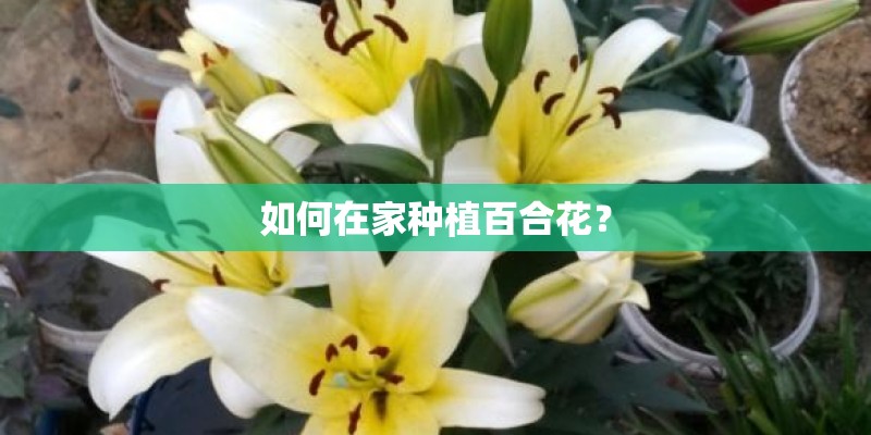 如何在家种植百合花？
