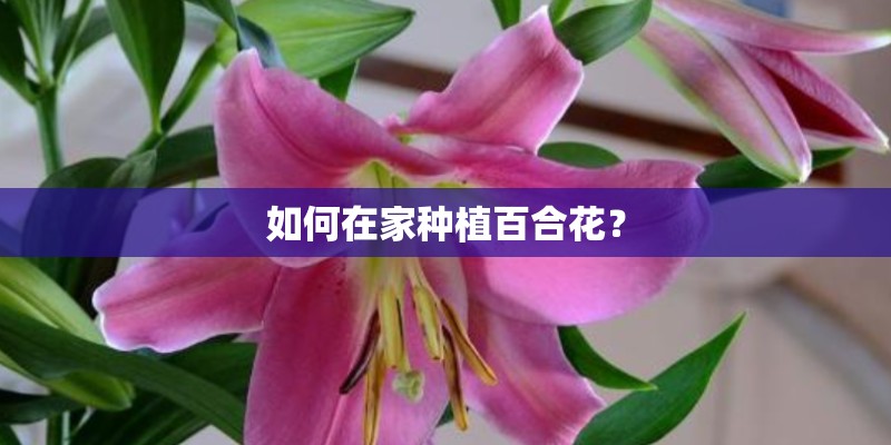 如何在家种植百合花？