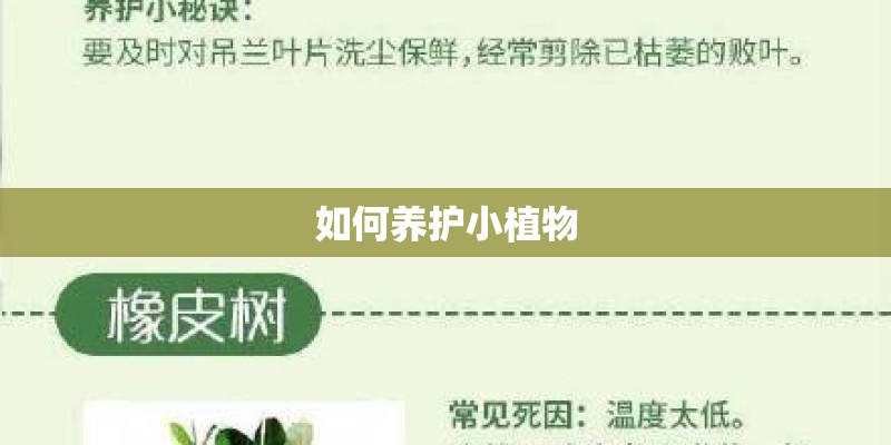 如何养护小植物
