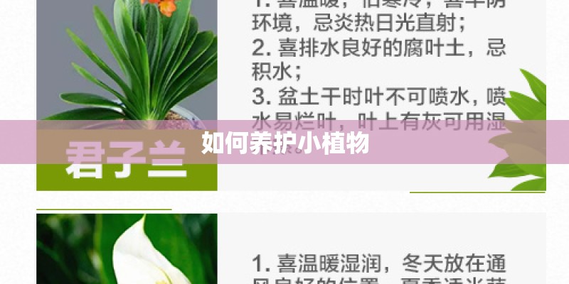如何养护小植物