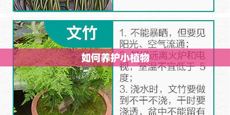 如何养护小植物