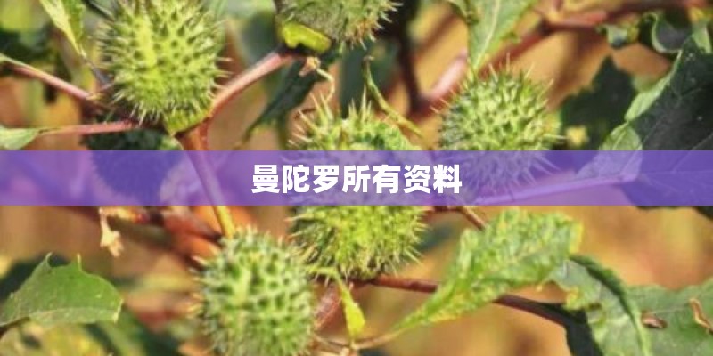 曼陀罗所有资料