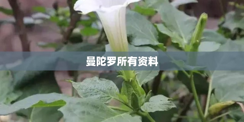 曼陀罗所有资料