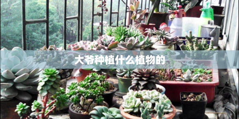 大爷种植什么植物的