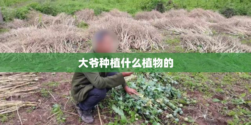 大爷种植什么植物的
