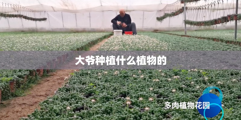 大爷种植什么植物的