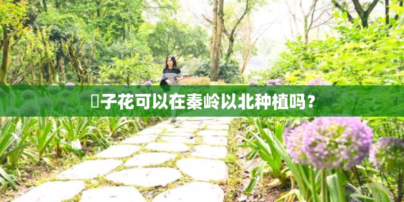 枙子花可以在秦岭以北种植吗？