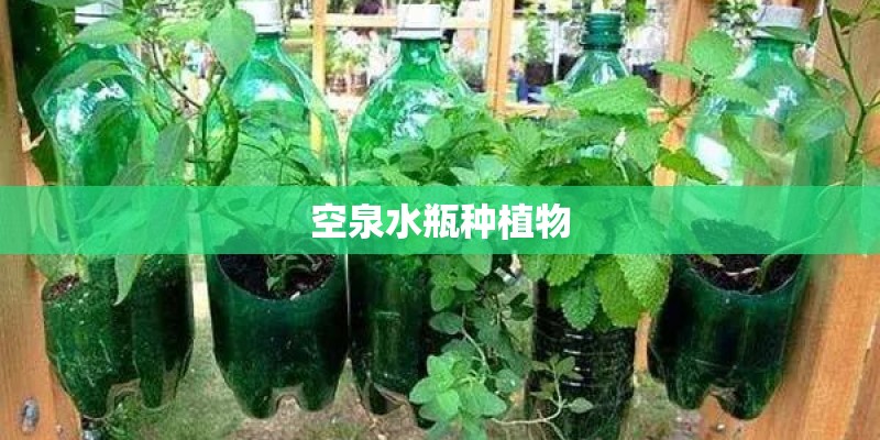 空泉水瓶种植物 空泉水瓶种植物