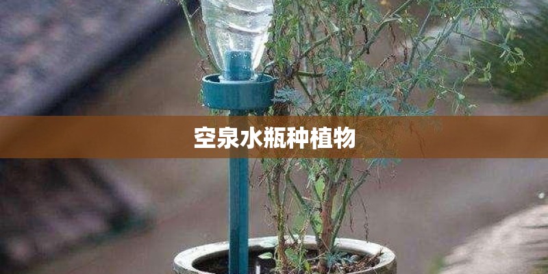 空泉水瓶种植物 空泉水瓶种植物