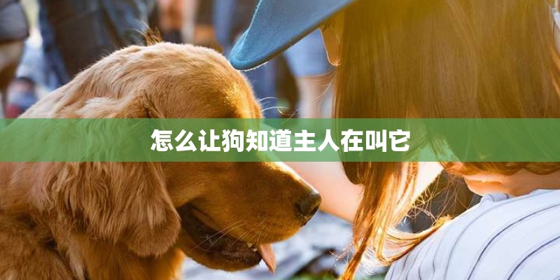 怎么让狗知道主人在叫它
