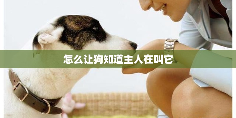 怎么让狗知道主人在叫它