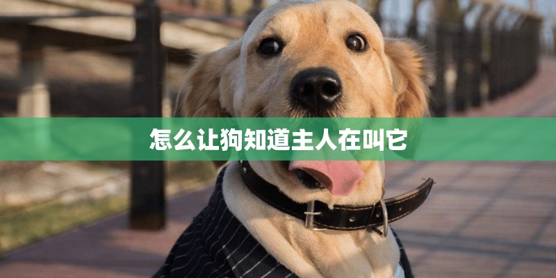 怎么让狗知道主人在叫它