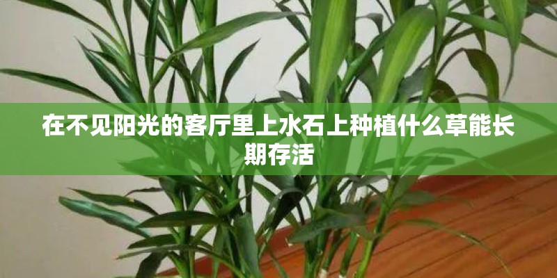 在不见阳光的客厅里上水石上种植什么草能长期存活