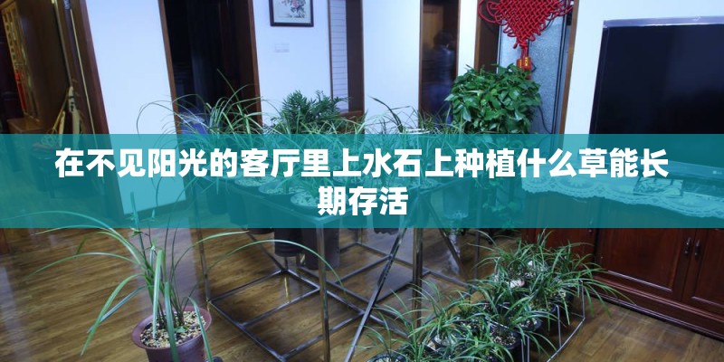 在不见阳光的客厅里上水石上种植什么草能长期存活 在不见阳光的客厅里上水石上种植什么草能长期存活