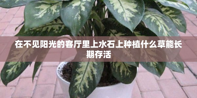 在不见阳光的客厅里上水石上种植什么草能长期存活 在不见阳光的客厅里上水石上种植什么草能长期存活