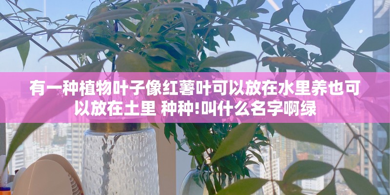 有一种植物叶子像红薯叶可以放在水里养也可以放在土里 种种!叫什么名字啊绿