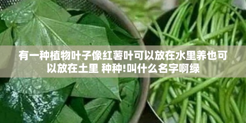 有一种植物叶子像红薯叶可以放在水里养也可以放在土里 种种!叫什么名字啊绿 有一种植物叶子像红薯叶可以放在水里养也可以放在土里 种种!叫什么名字啊绿
