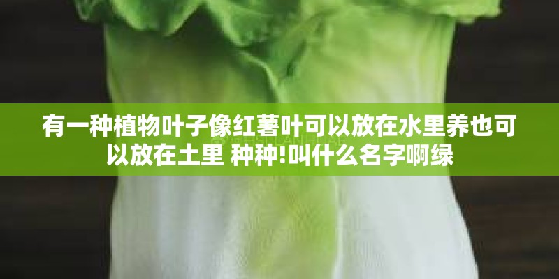 有一种植物叶子像红薯叶可以放在水里养也可以放在土里 种种!叫什么名字啊绿 有一种植物叶子像红薯叶可以放在水里养也可以放在土里 种种!叫什么名字啊绿