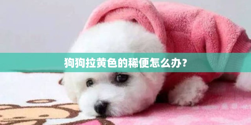 狗狗拉黄色的稀便怎么办？
