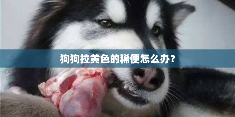 狗狗拉黄色的稀便怎么办? 狗狗拉黄色的稀便怎么办?