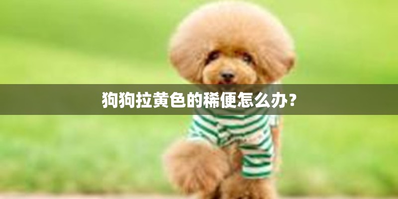 狗狗拉黄色的稀便怎么办? 狗狗拉黄色的稀便怎么办?