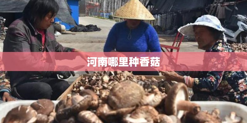 河南哪里种香菇