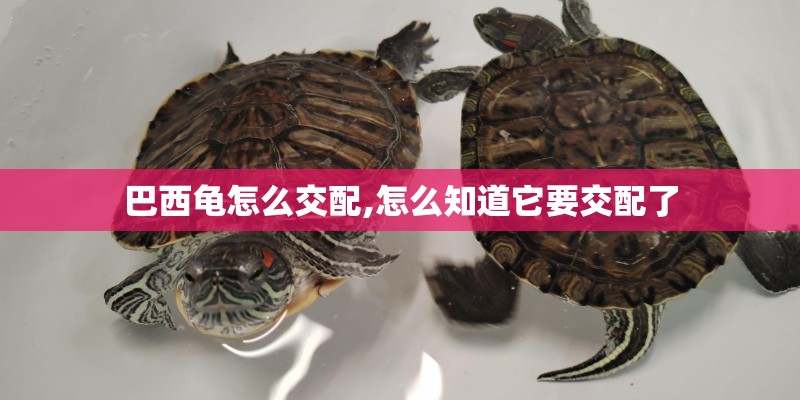 巴西龟怎么交配,怎么知道它要交配了