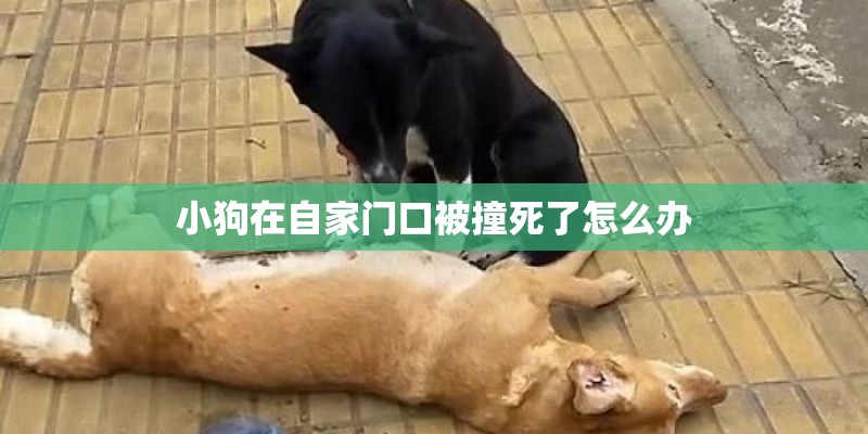 小狗在自家门口被撞死了怎么办 小狗在自家门口被撞死了怎么办