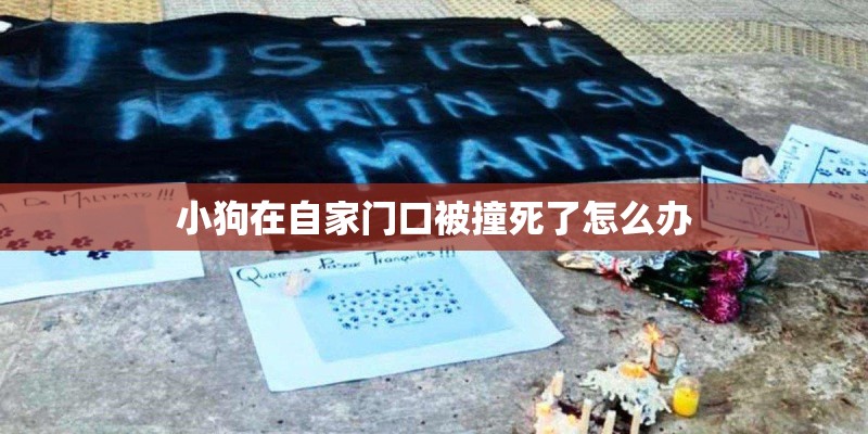 小狗在自家门口被撞死了怎么办 小狗在自家门口被撞死了怎么办