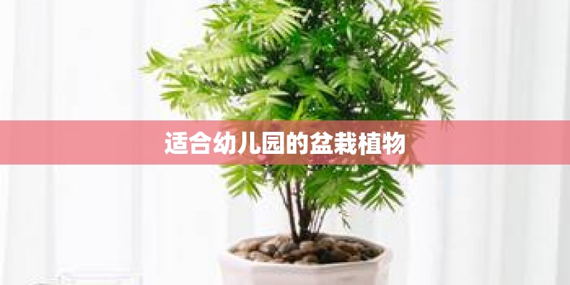 适合幼儿园的盆栽植物