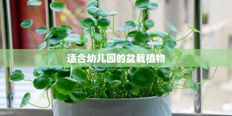 适合幼儿园的盆栽植物 适合幼儿园的盆栽植物