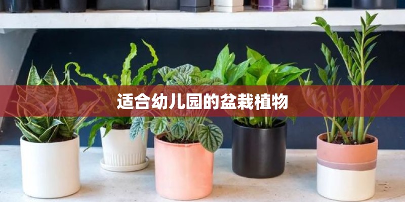 适合幼儿园的盆栽植物 适合幼儿园的盆栽植物
