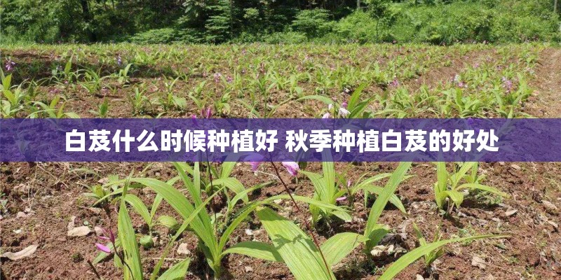 白芨什么时候种植好 秋季种植白芨的好处