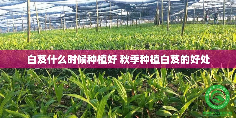 白芨什么时候种植好 秋季种植白芨的好处