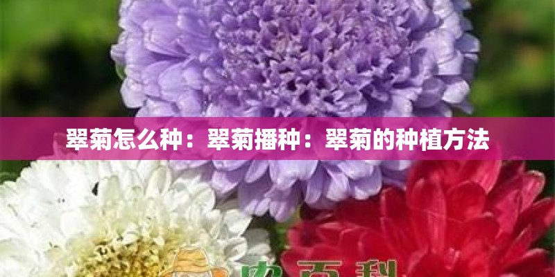 翠菊怎么种：翠菊播种：翠菊的种植方法