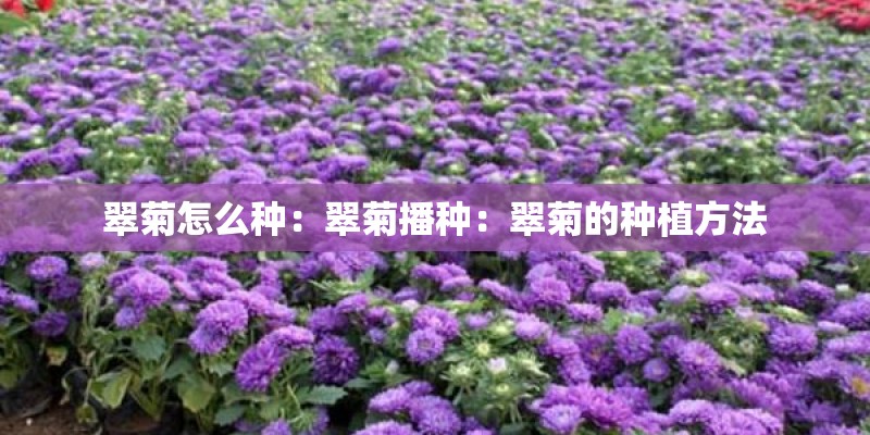 翠菊怎么种：翠菊播种：翠菊的种植方法