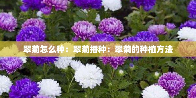 翠菊怎么种：翠菊播种：翠菊的种植方法