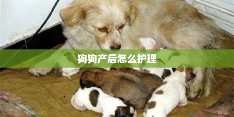 狗狗产后怎么护理