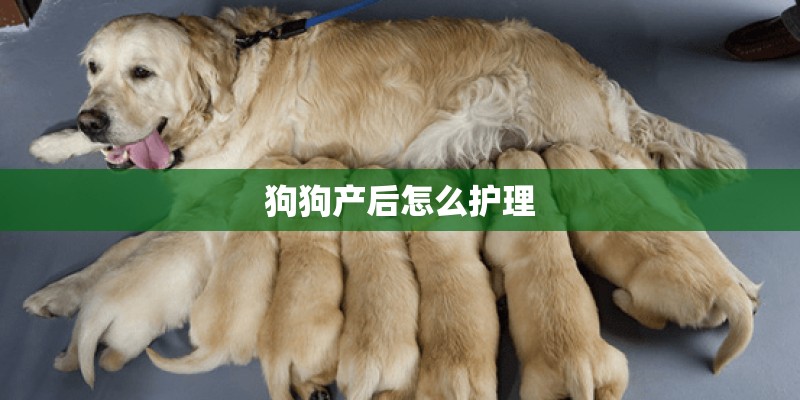 狗狗产后怎么护理