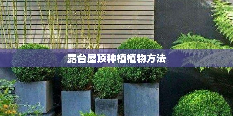露台屋顶种植植物方法
