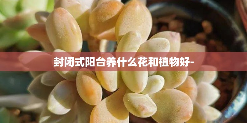 封闭式阳台养什么花和植物好-
