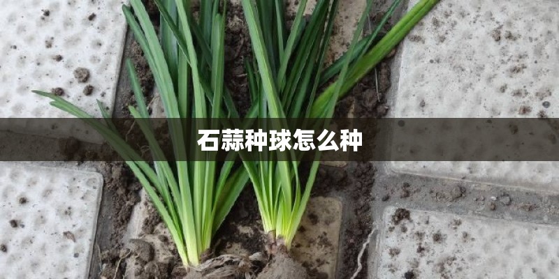 石蒜种球怎么种