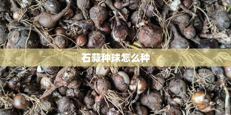石蒜种球怎么种