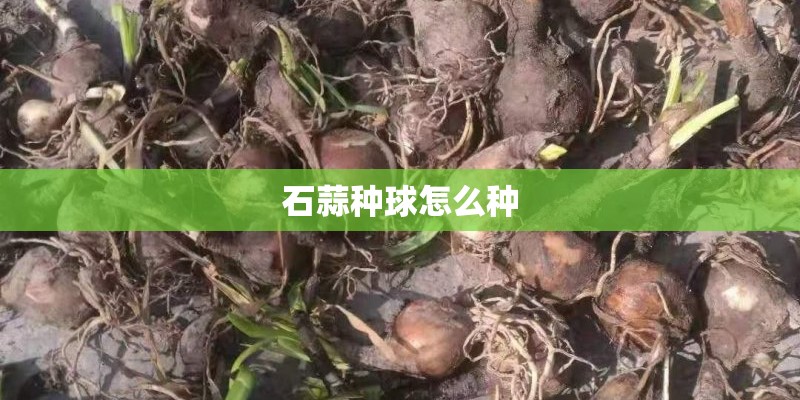 石蒜种球怎么种