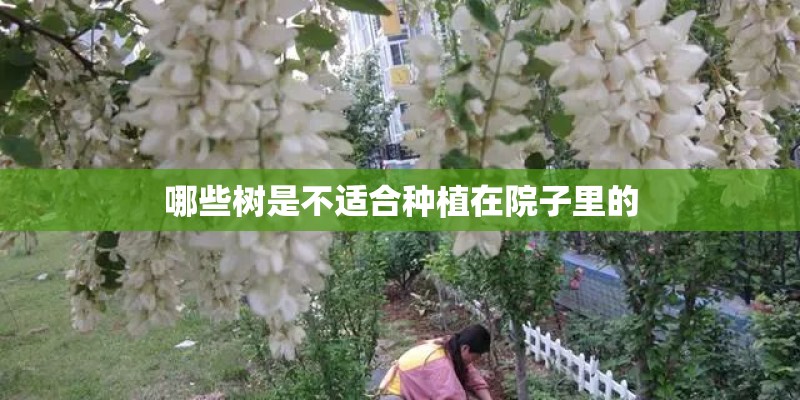 哪些树是不适合种植在院子里的